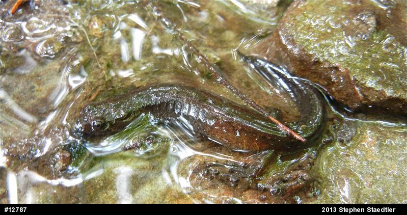 Northern Dusky Salamander