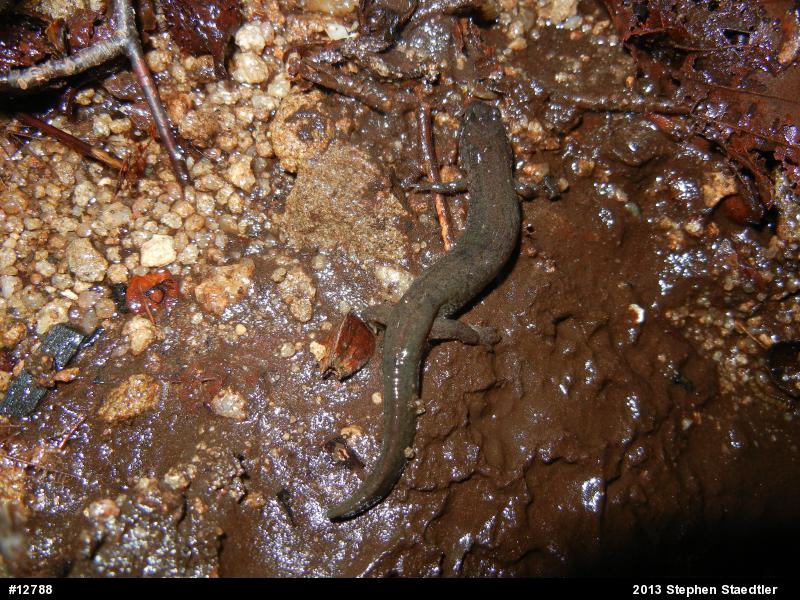 Northern Dusky Salamander