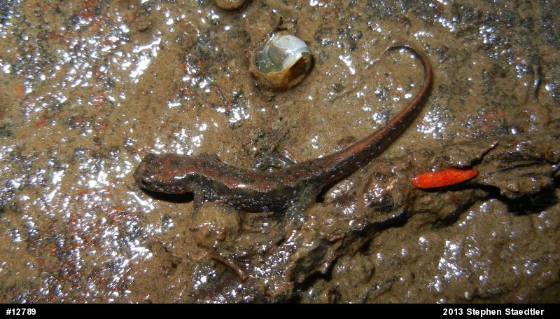 Northern Dusky Salamander