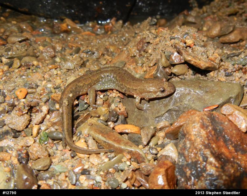 Northern Dusky Salamander