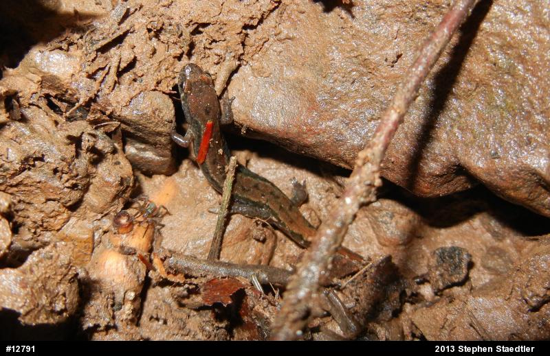 Northern Dusky Salamander