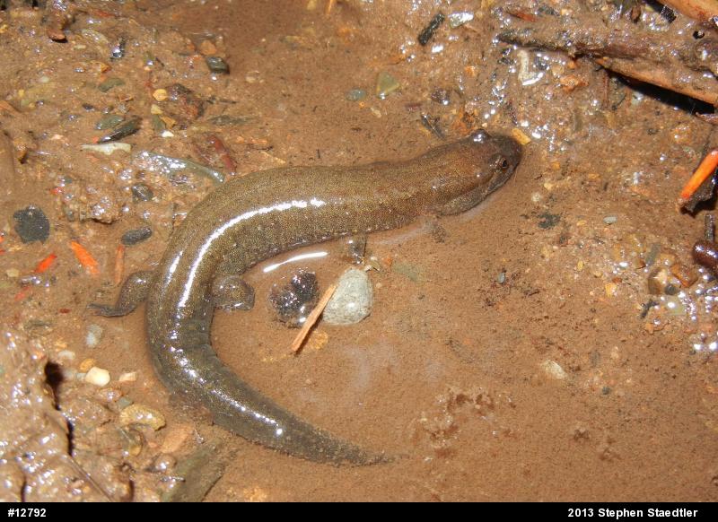 Northern Dusky Salamander