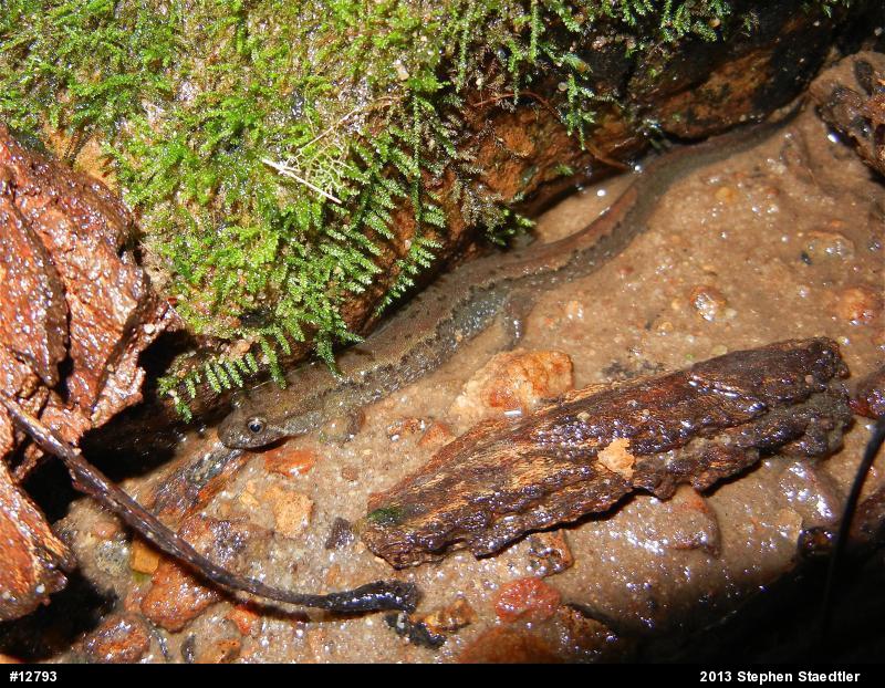 Northern Dusky Salamander
