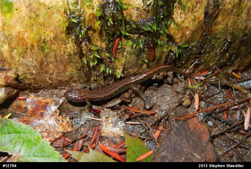 Northern Dusky Salamander