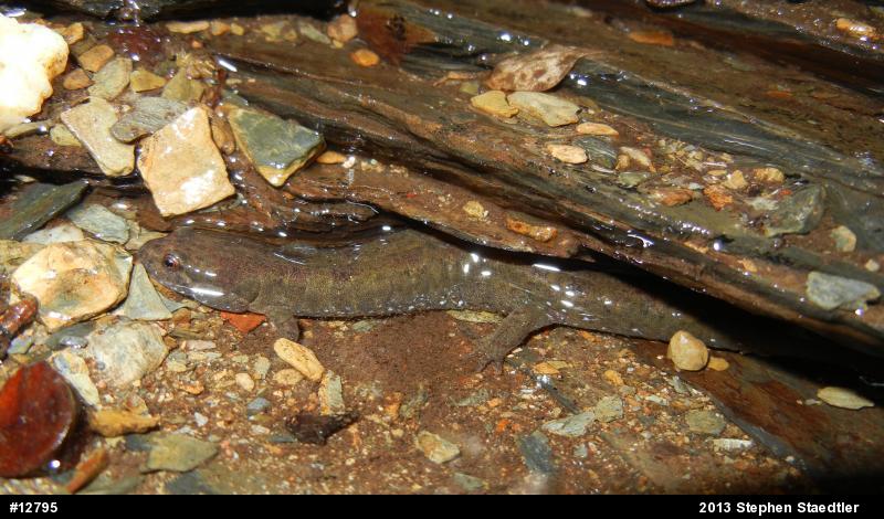 Northern Dusky Salamander