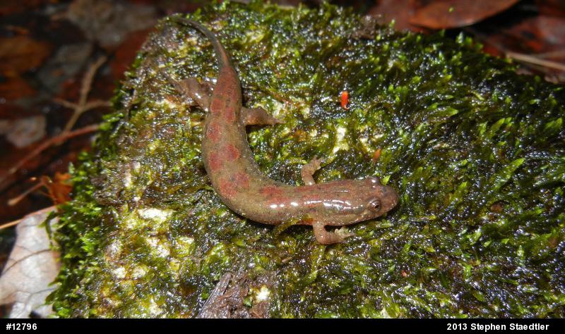 Northern Dusky Salamander