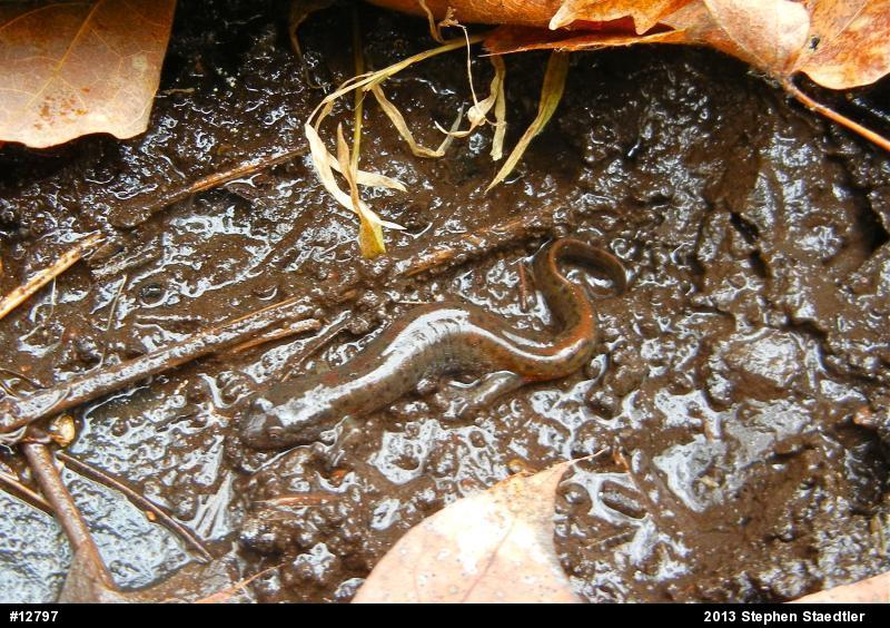 Northern Dusky Salamander
