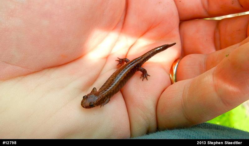 Allegheny Mountain Dusky Salamander
