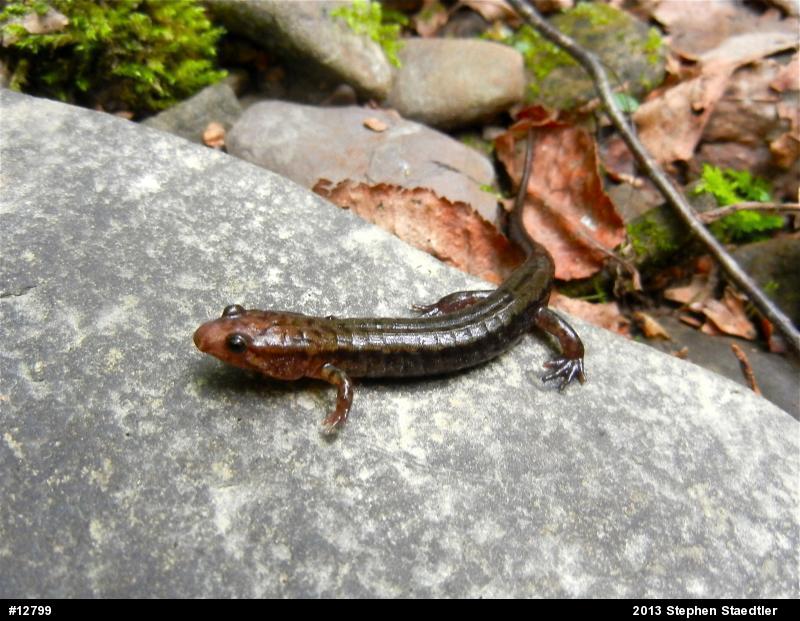 Allegheny Mountain Dusky Salamander