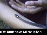 Northern Ring-necked Snake