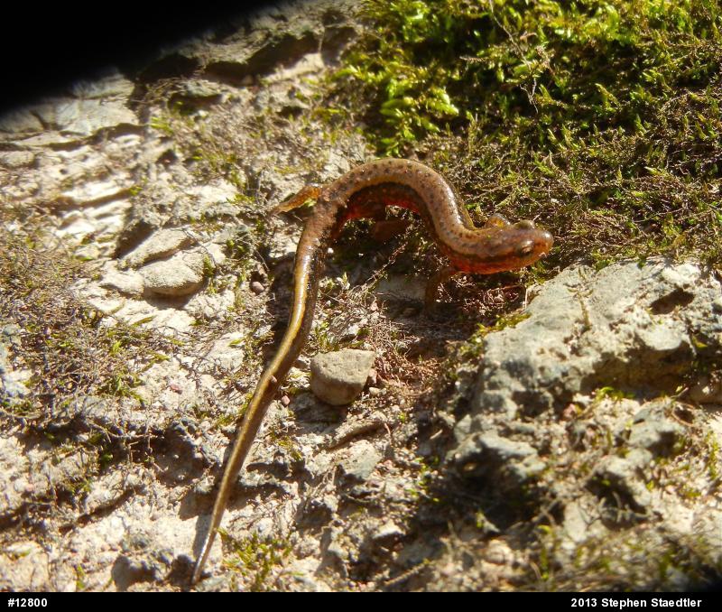 Northern Two-lined Salamander