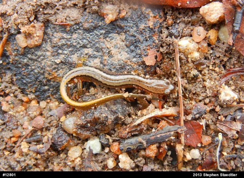 Northern Two-lined Salamander