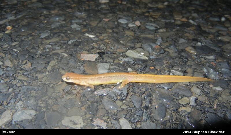Northern Two-lined Salamander