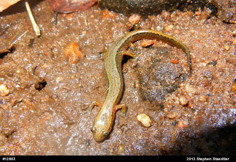 Northern Two-lined Salamander