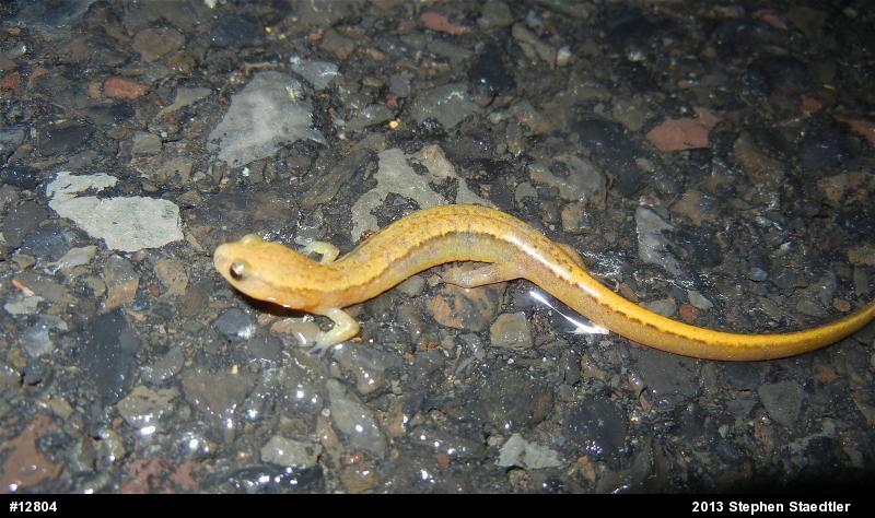 Northern Two-lined Salamander