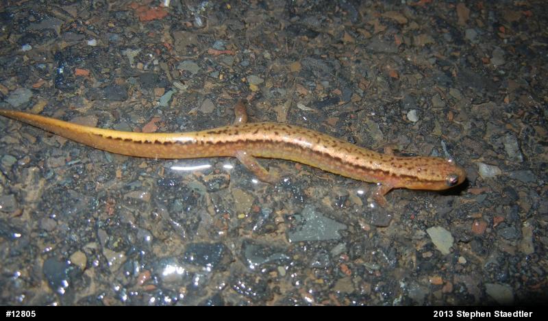 Northern Two-lined Salamander
