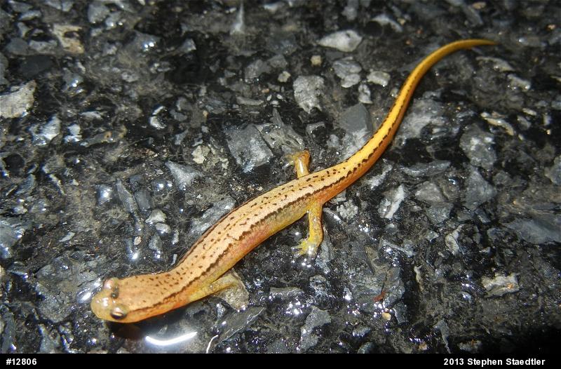 Northern Two-lined Salamander