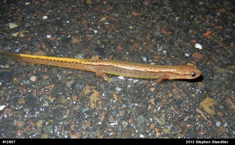 Northern Two-lined Salamander