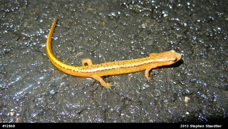Northern Two-lined Salamander
