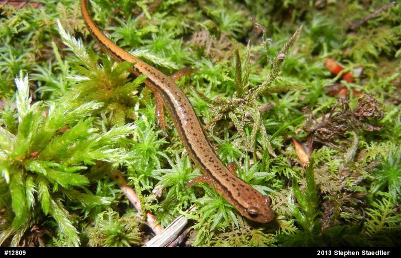 Northern Two-lined Salamander