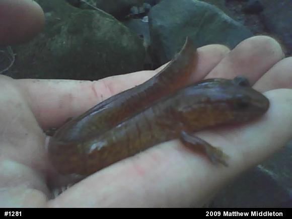 Northern Spring Salamander