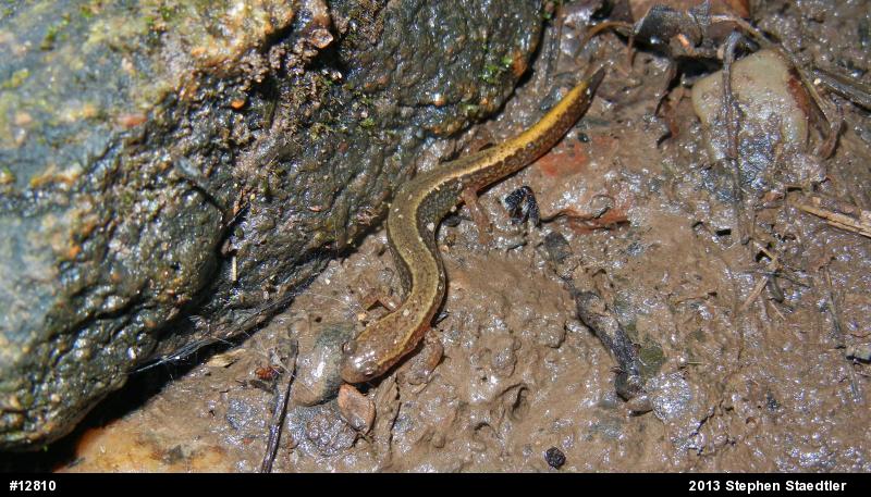 Northern Two-lined Salamander
