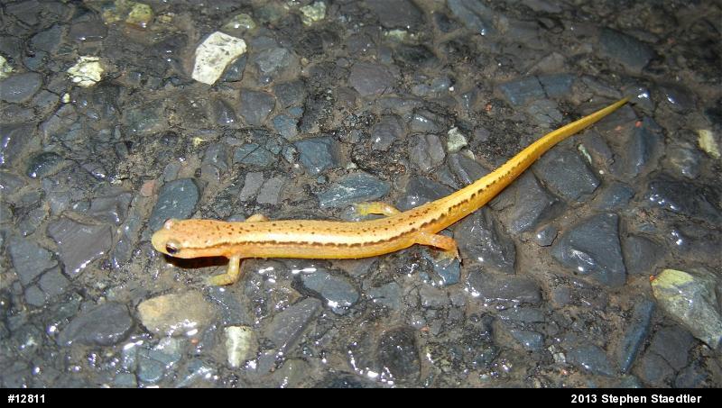 Northern Two-lined Salamander