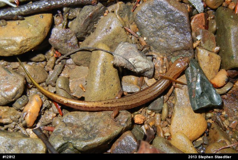 Northern Two-lined Salamander