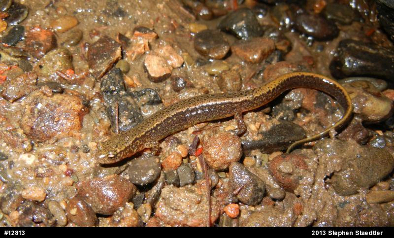 Northern Two-lined Salamander