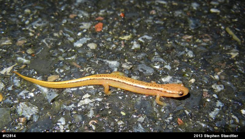 Northern Two-lined Salamander