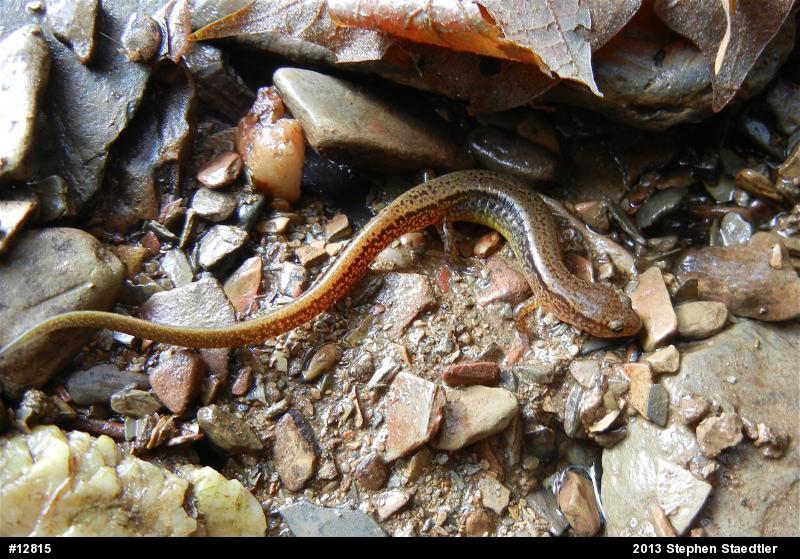 Northern Two-lined Salamander