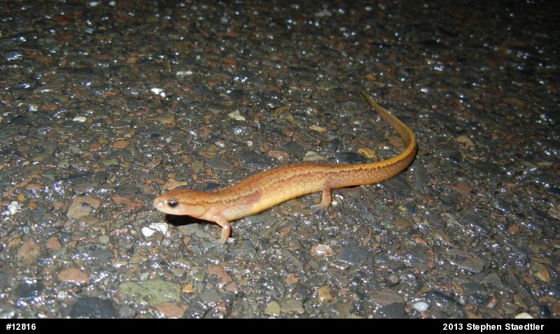 Northern Two-lined Salamander