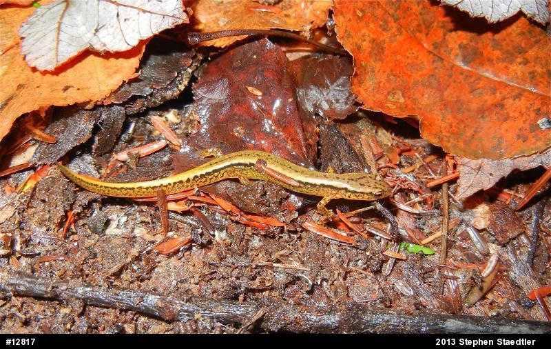 Northern Two-lined Salamander