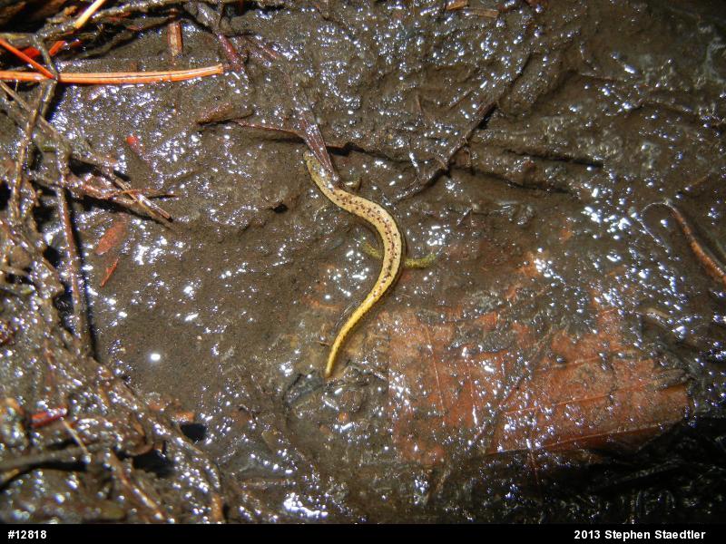 Northern Two-lined Salamander