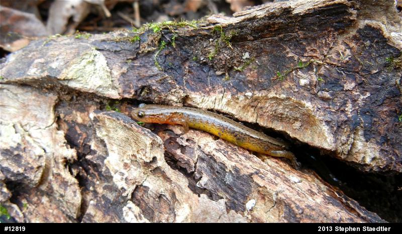 Northern Two-lined Salamander