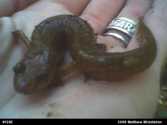 Northern Spring Salamander