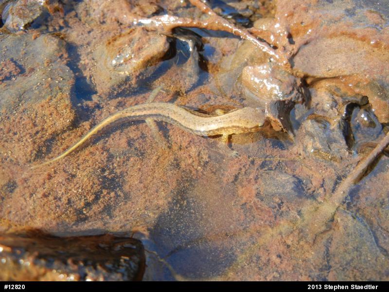 Northern Two-lined Salamander