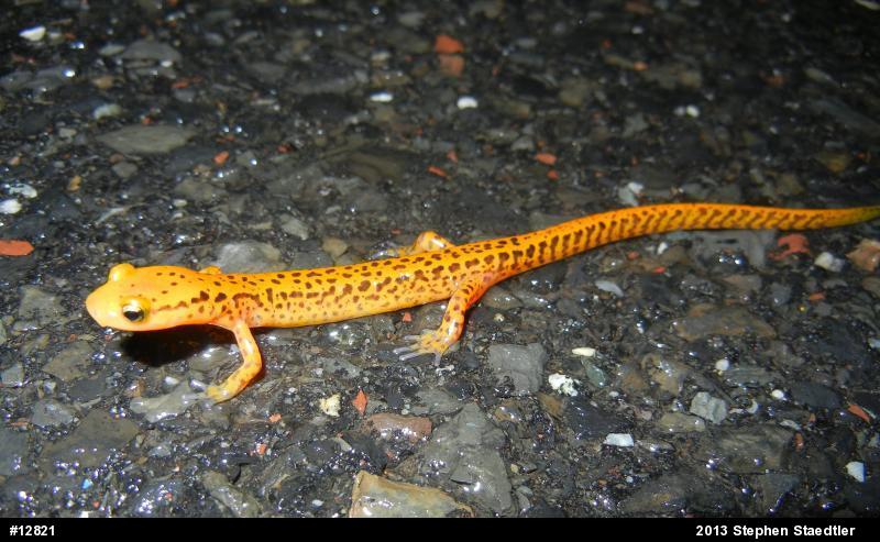 Eastern Long-tailed Salamander
