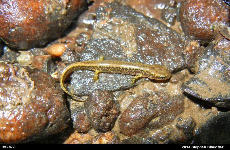 Eastern Long-tailed Salamander