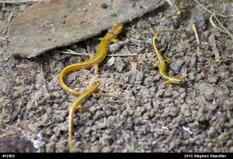 Eastern Long-tailed Salamander