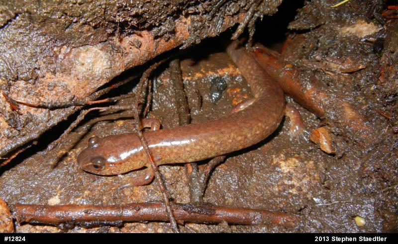 Northern Spring Salamander