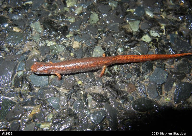 Four-toed Salamander