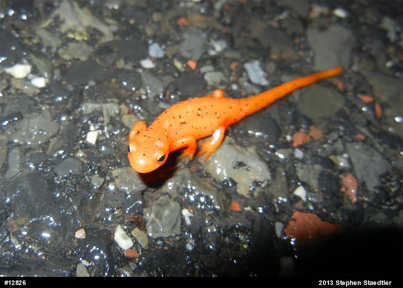 Red-spotted Newt