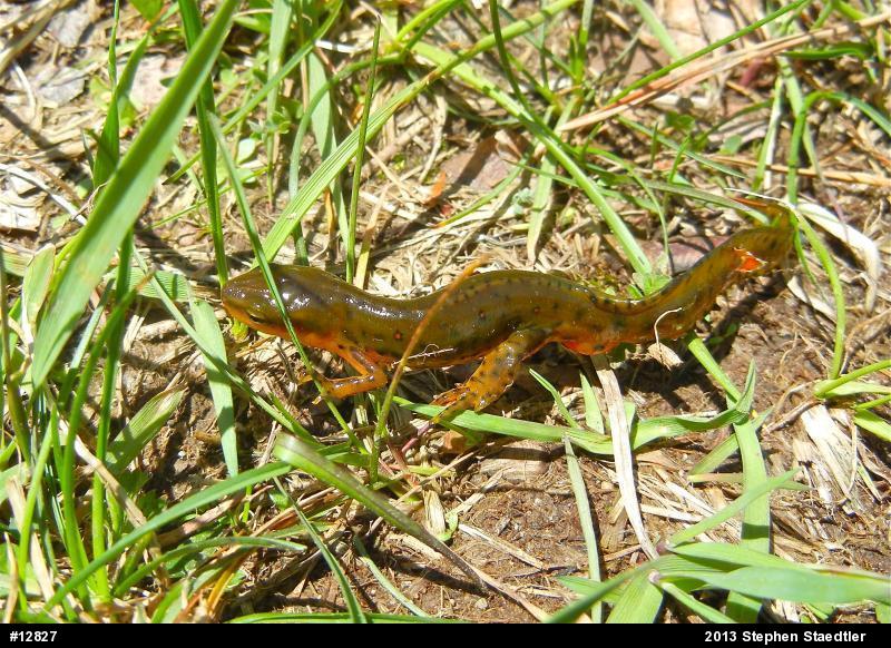 Red-spotted Newt