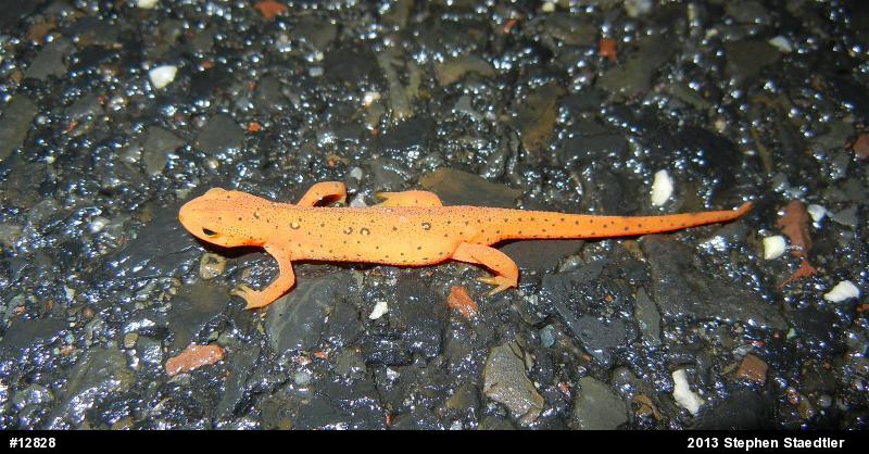 Red-spotted Newt