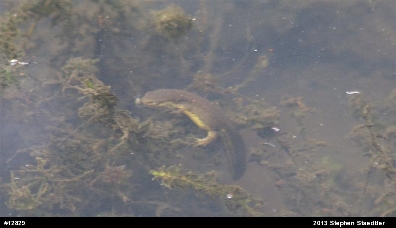 Red-spotted Newt