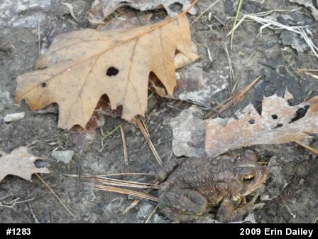 Eastern American Toad