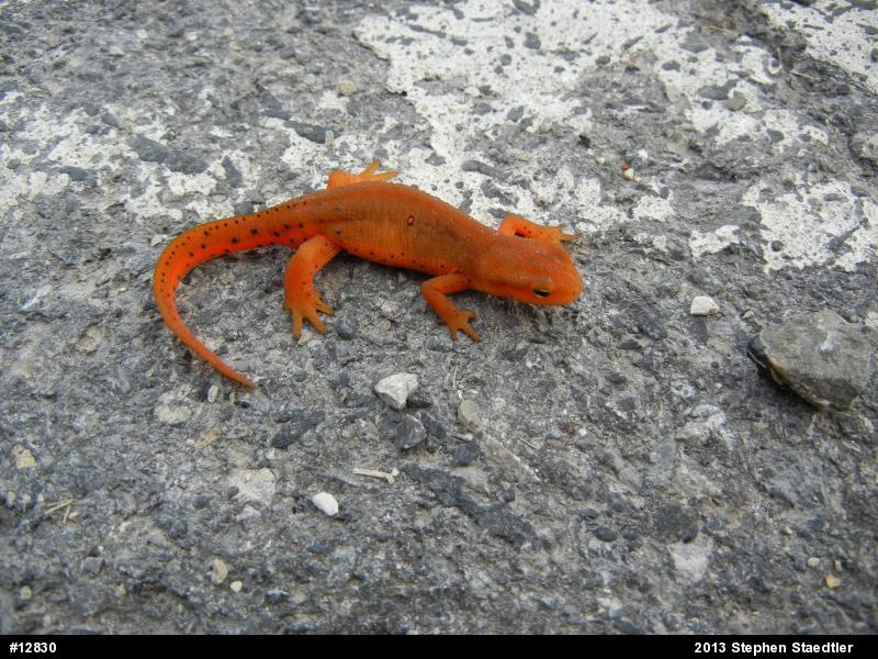 Red-spotted Newt