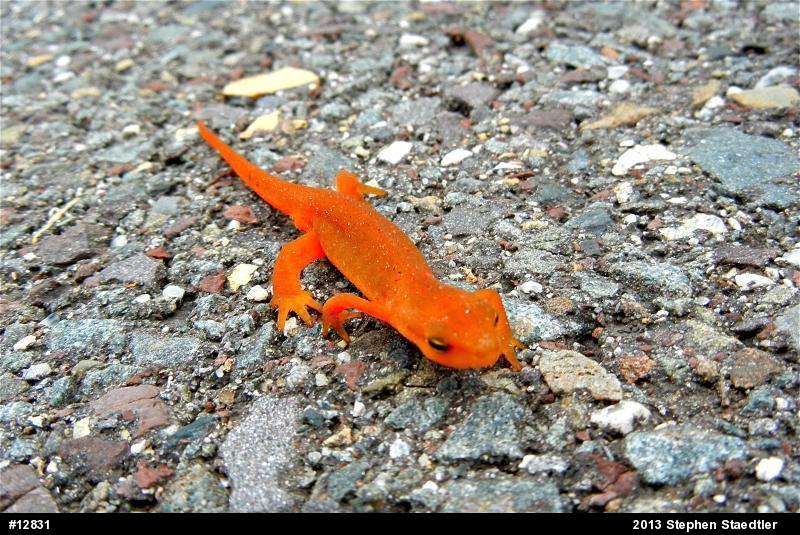 Red-spotted Newt