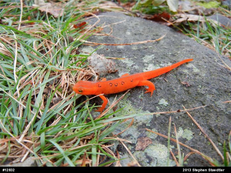 Red-spotted Newt